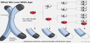 shorteningdna