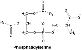 PS chemical makeup