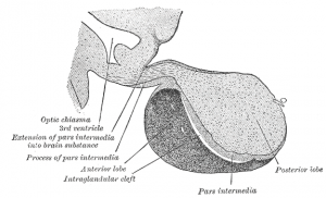 human-growth-hormone-guide_html_19a6fd24