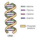 dna-strand