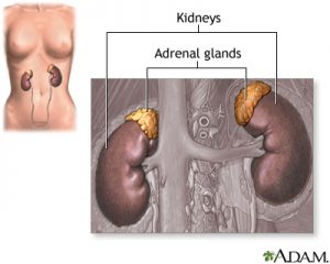 Diagram of kidneys 300x240