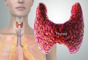 thyroid