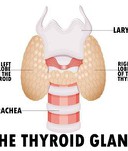 Thyroid gland