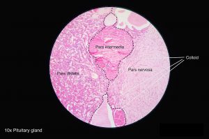 Pituitary_gland_histology_2014