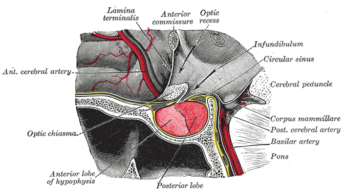 detailed anatomy chart of prostate