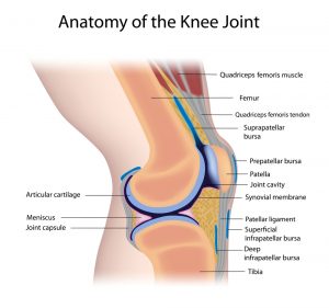 Knee anatomy 300x281