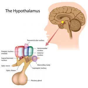 nerve system