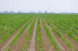 A perspective look down rows of planted corn Stock Photo 300x199