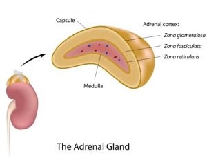 the adrenal gland 300x240