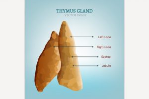 Thymus gland image 300x200