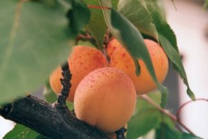 top 25 beneficial food apricot 300x201